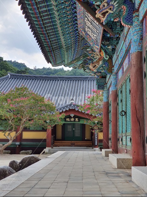 나무,꽃,절,송광사,하늘,구름,배롱나무,백일홍,건축물,architecture,한국전통,한국문화,korean traditional,korean culture,건축물,건물외관,exterior,building,structure,architecture,construction