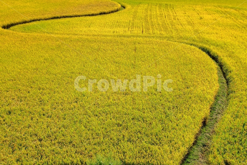 벼,가을,곡식,농사,가을전경,가을,계절,fall,autumn,season,곡류,곡식,cereals,산업,industry,industrial,농업,농사,agriculture,farming,farming industry,field,들,outdoors,옥외,grassland,목초지