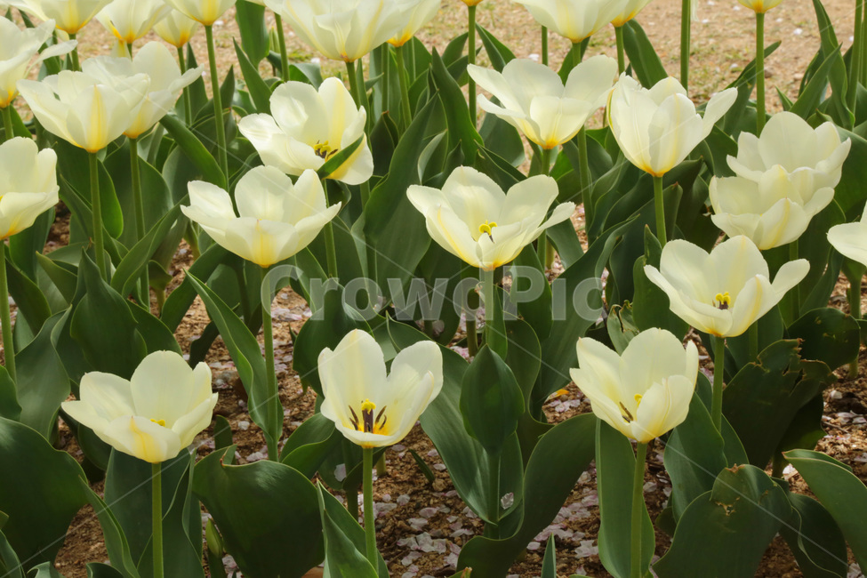 튤립,꽃밭,봄,하얀튤립,흰색,white,꽃,flower,식물,plant