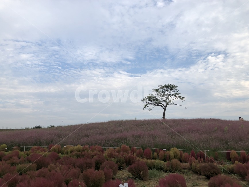 자연,나무,식물,풍경,nature