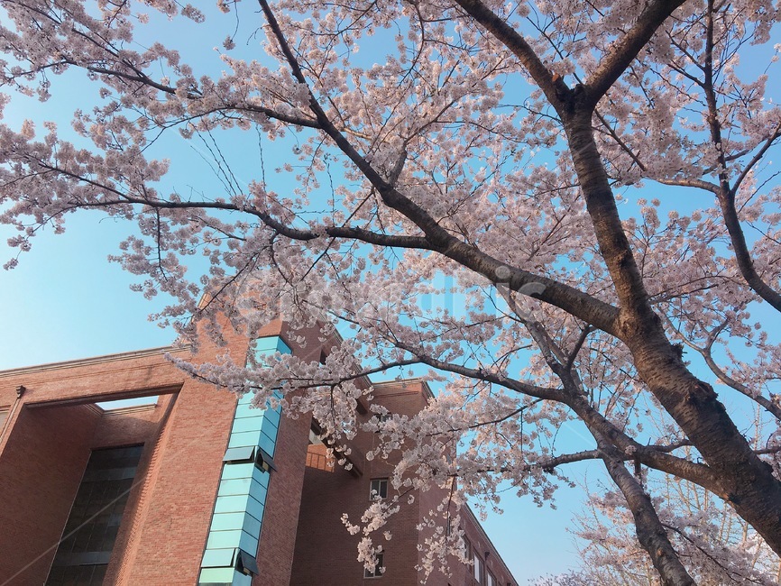 벚꽃,캠퍼스,대학교,봄,campus,spring,cherryblossom