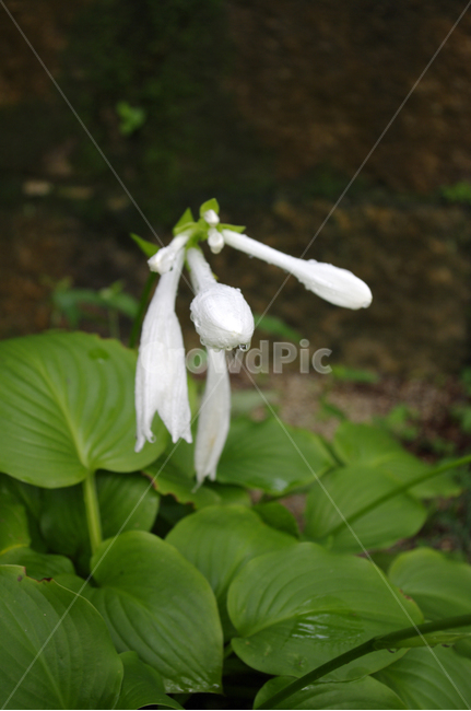 비비추,꽃,flower,식물,plant,자연,nature,식물,자연,plants,nature,꽃,flower