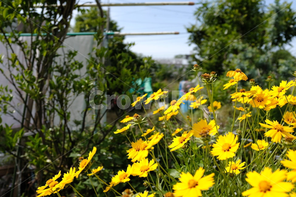 꽃,식물,자연,flower,감성,season