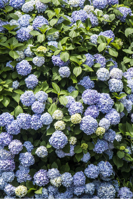 수국,꽃,자연,식물,잎,배경,백그라운드,여름,풍경,경치,식물,자연,plants,nature,꽃,flower