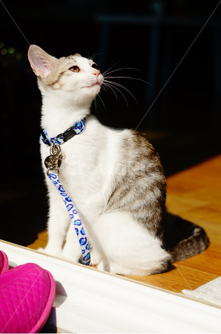 고양이,반려동물,코리안숏헤어,코숏,냐옹이,anima,koreanshorthair,집고양이,kitty,cat,동물,animal,포유류,mammal,고양이,cat,kitten,kitty