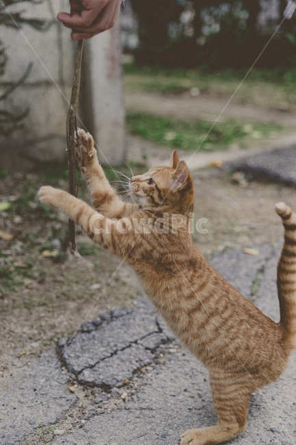 고양이,길고양이,동물,animal,cat,동물,animal,고양이,cat,kitten,kitty