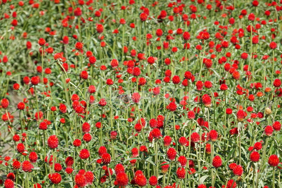 천일홍,빨간꽃,꽃밭,꽃놀이,꽃축제,식물,자연,plants,nature,꽃,flower
