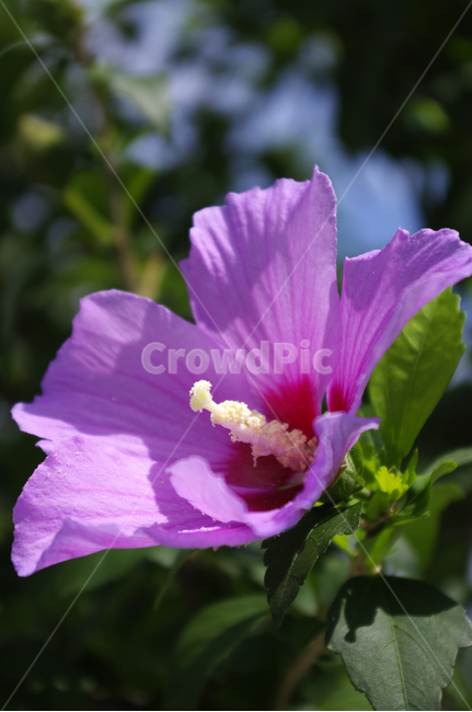 무궁화,꽃,식물,flower,color,식물,자연,plants,nature,꽃,flower