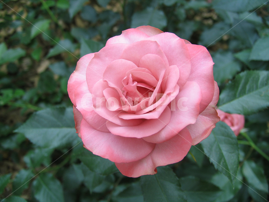 핑크장미,장미,5월장미,rose,꽃,접사,핑크,flower,장미꽃,식물,활짝핀꽃