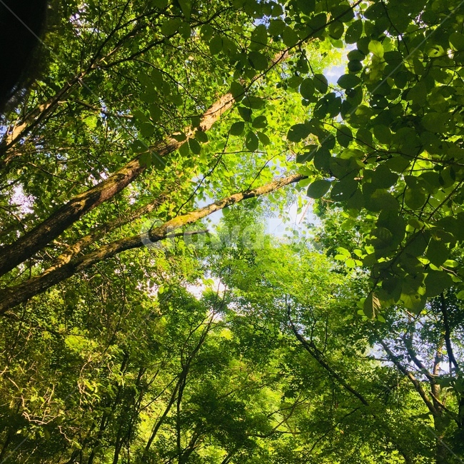 나무,초록,초록색,green,tree