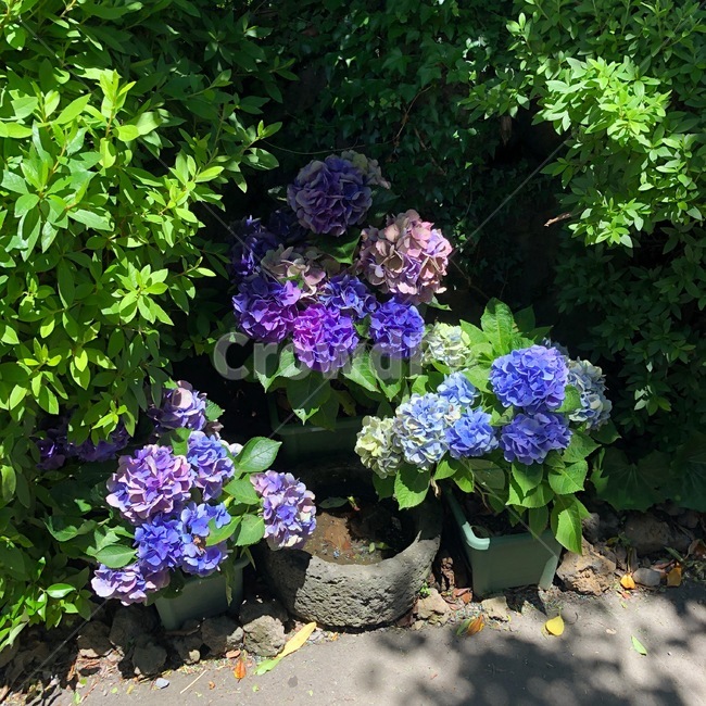 식물,카멜리아힐,수국,꽃,flower,자연,plant,식물,자연,plants,nature,꽃,flower