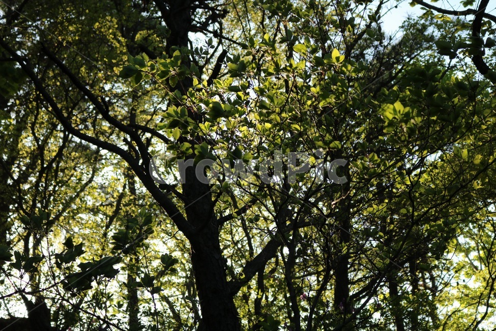 나무,여름,산속,숲속,나무잎,자연,풍경,nature,landscape