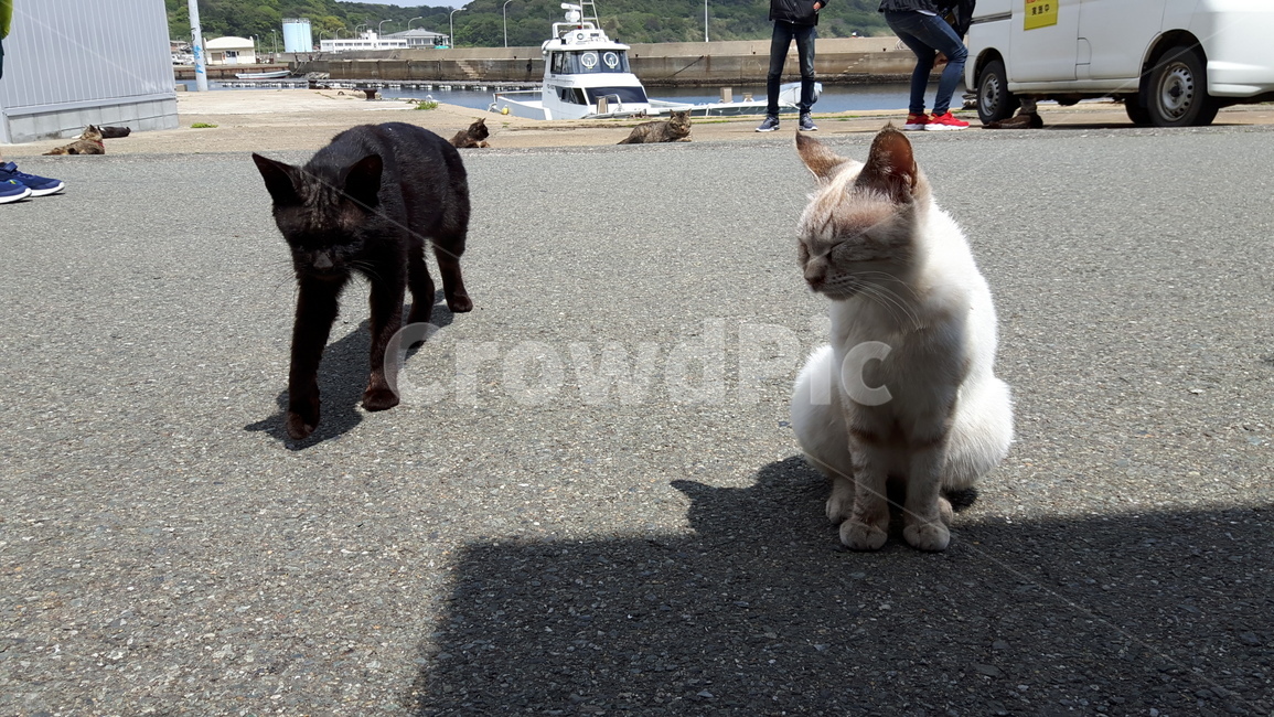 고양이,고양이섬,일본고양이섬,아이노시마,후쿠오카