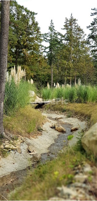가을,팜파스그라스,나무,자연,식물,외국식물,풍경,자연풍경,green,white,nature,fall,autumn,시냇물,가을,계절,fall,autumn,season,자연,풍경,nature,landscape,dirt road,흙길,gravel,자갈,road,도로,water,물,ground,바닥