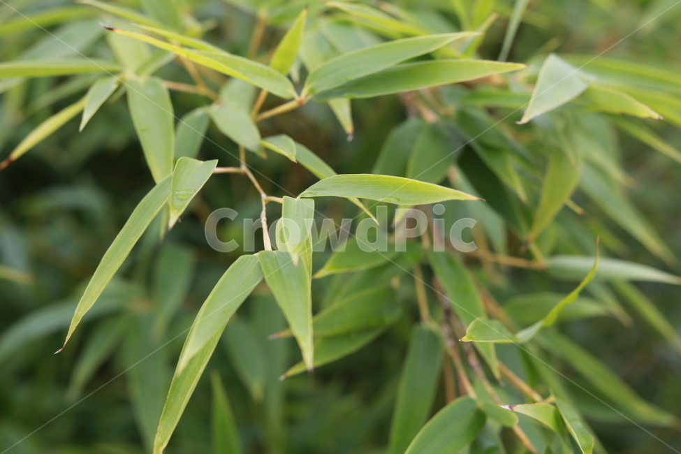 대나무,대나무잎,bamboo,초록,자연,식물,자연,plants,nature