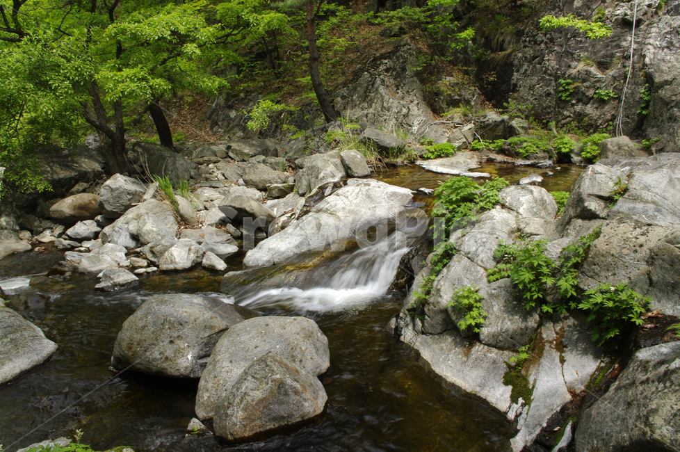 강물,바위,물,식물,냇물,자연,자연,풍경,nature,landscape,water,outdoors,옥외