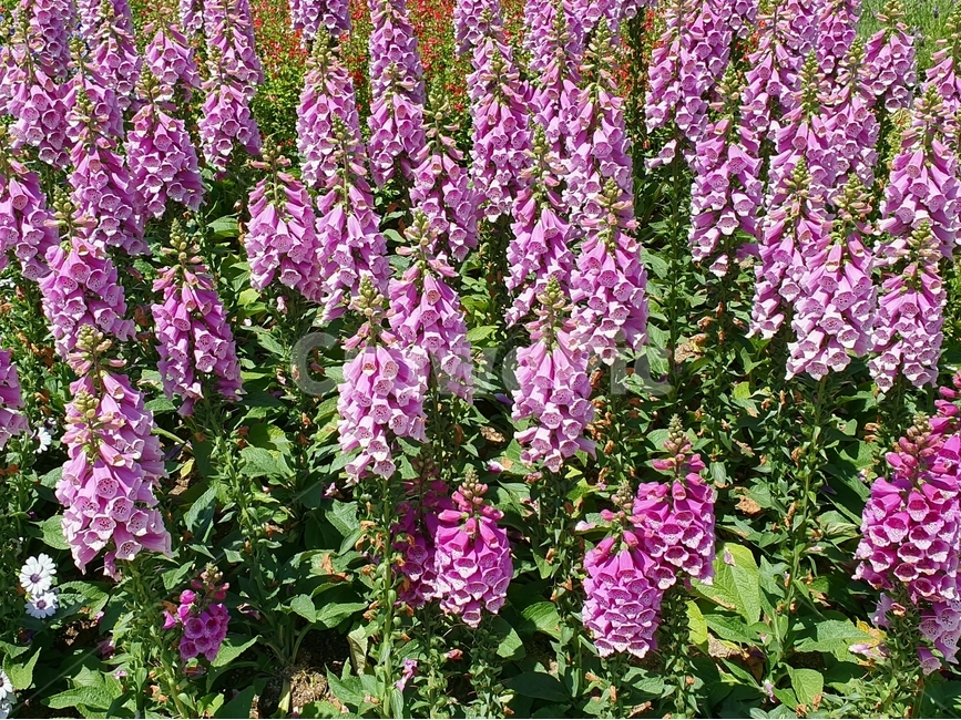 꽃,보라색,보라색꽃,purple,flower