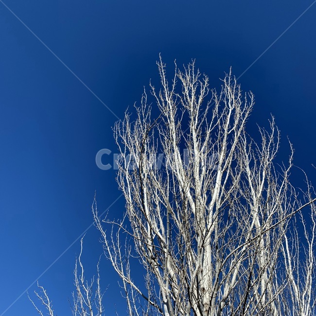 nature,자연,outdoors,옥외,plant,식물,tree,나무,blue