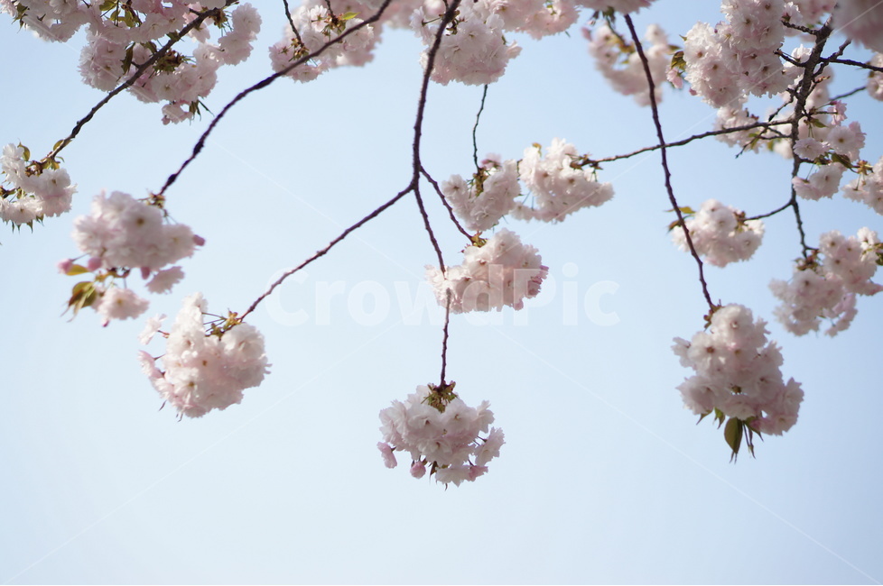 벚꽃,파랑,하늘,구름,풍경,봄,계절,spring,season,식물,자연,plants,nature,꽃,flower,plant,blossom,cherry blossom