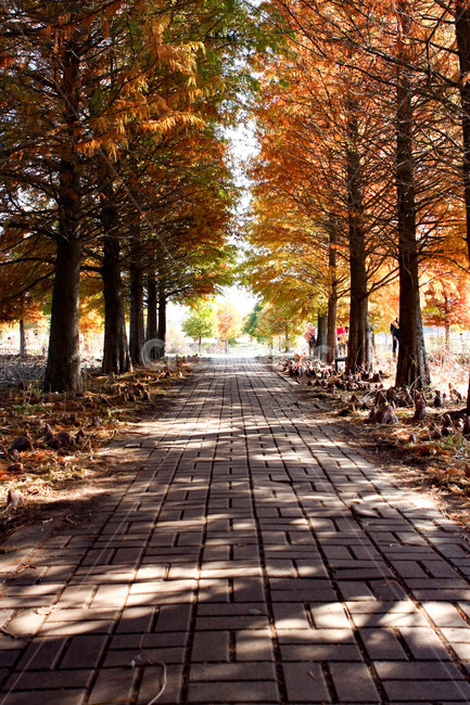 단풍길,단풍,길,감성,추억,가을,가을,계절,fall,autumn,season,path,통로,walkway,보도,tree,나무,plant,식물