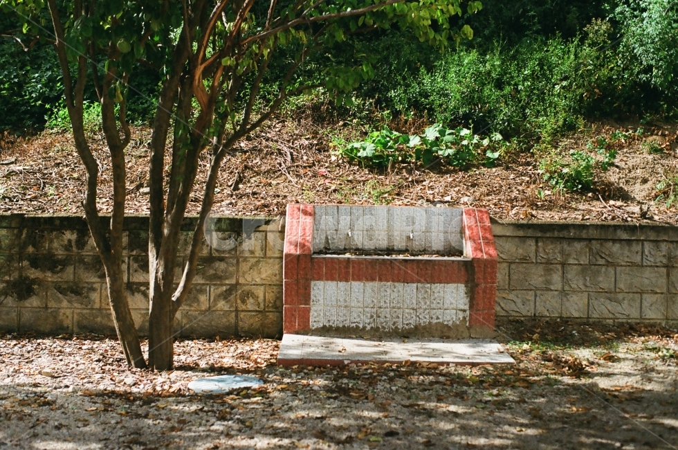 호숫가,수돗가,뒷뜰,학교,휴일,쉼터,쉼,물마시기,목마름,필름,식물,자연,plants,nature,나무,trees,wood