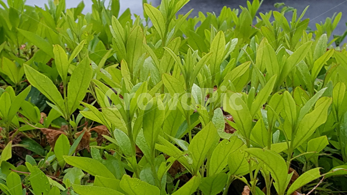 식물,연초록색,잎파리,화단,여린잎파리
