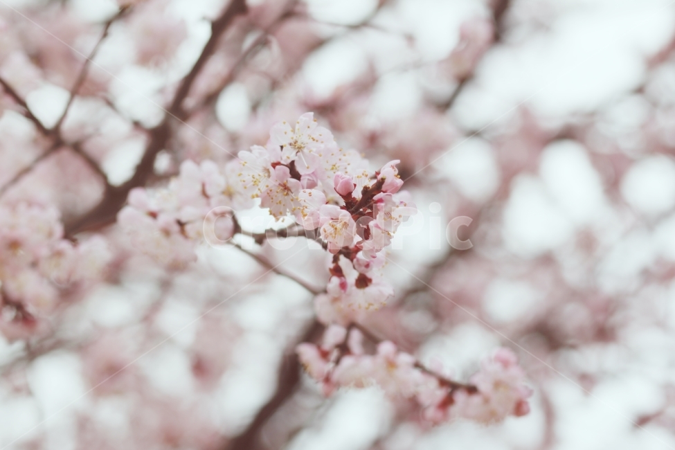 매화,꽃사진,봄꽃,사진,감성사진,봄,봄,계절,spring,season,식물,자연,plants,nature,꽃,flower,감성,sensible,feeling,plant,blossom