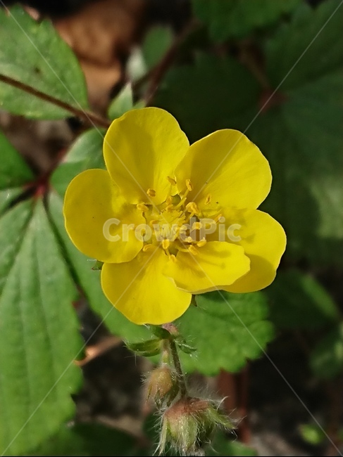 plant,식물,pollen,노랑,blossom,식물,자연,plants,nature,꽃,flower