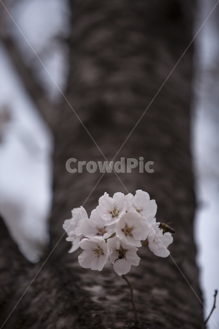 벚꽃,벚꽃나무,봄,꽃,식물,나무,봄,계절,spring,season,식물,자연,plants,nature,꽃,flower,plant,blossom