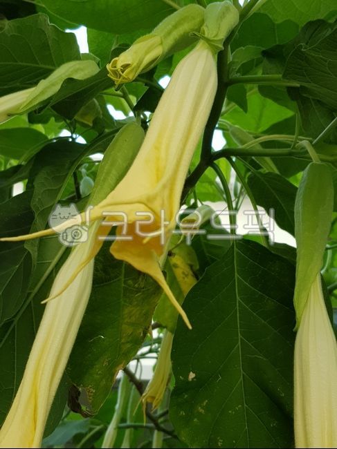 식물,plant,꽃봉우리,꽃,천사의나팔