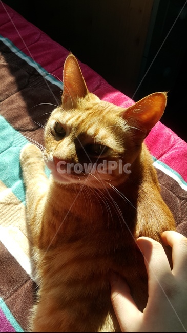 고양이,귀여움,사랑,동물,고양이과,털,수염,고양이눈,고양이코,고양이입,고양이귀,고양이손