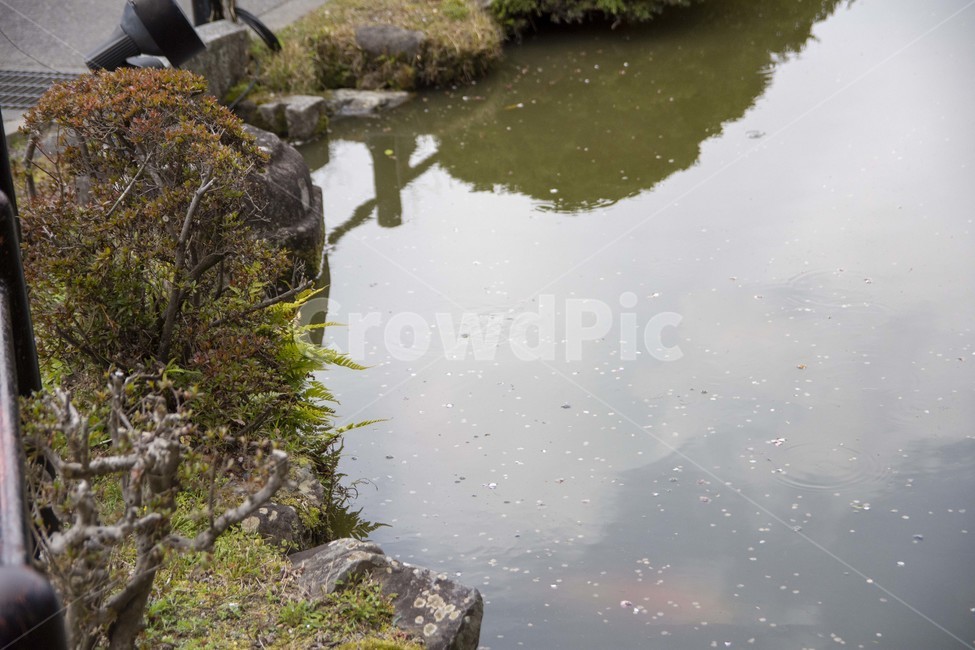 연못,nature,자연,water,물,outdoors,옥외