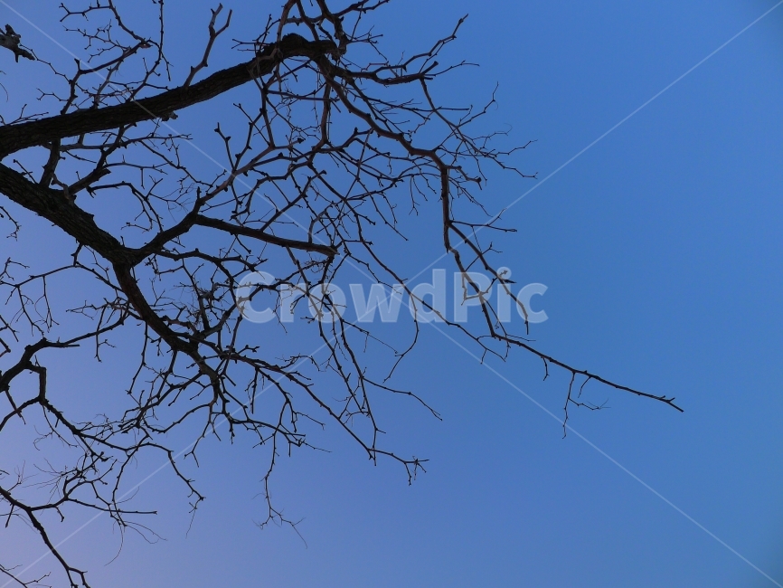 하늘,나무,파란,자연,sky,clear,tree,blue,nature,natural,twig,겨울,계절,winter,season,식물,자연,plants,nature,나무,trees,wood