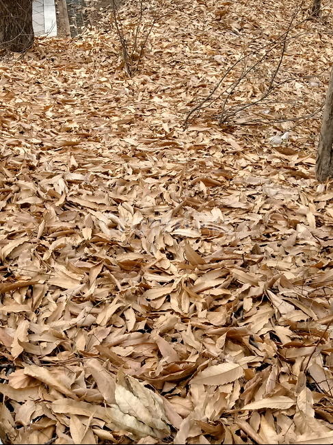 자연,낙엽,나뭇잎,잎,leaf,옥외,outdoor,가을