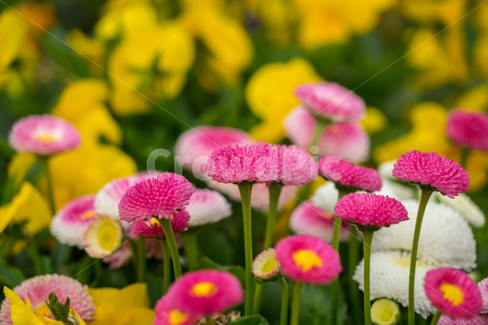 데이지,봄,꽃,자연,식물,근접,식물,자연,plants,nature,꽃,flower
