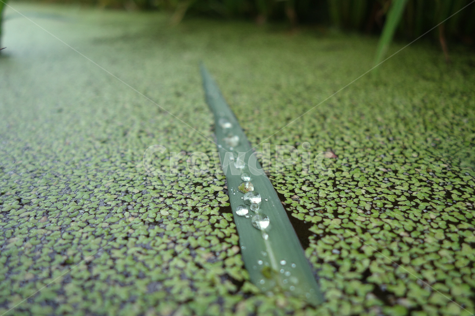 물방울,개구리밥,식물,녹색,풀,식물,자연,plants,nature