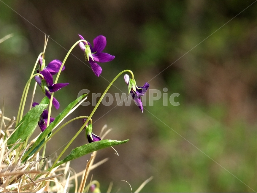 제비꽃,오랑캐꽃,보라색꽃,봄꽃,보라색제비꽃,식물,자연,plants,nature,꽃,flower