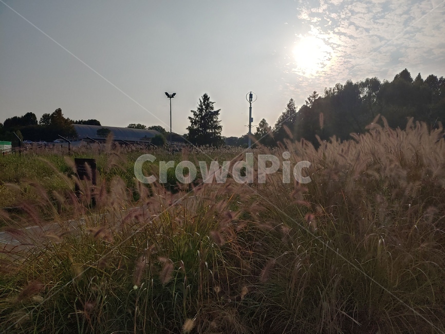저녁,노을,꽃,공원,식물,fir,lawn,식물,자연,plants,nature