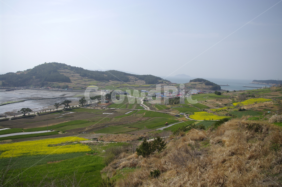 유채꽃,꽃밭,꽃,flower,계절,봄,spring,하늘,구름,마을,산,밭,시골,청산도,바다,풍경,섬,봄,계절,spring,season,시골,마을,풍경,landscape,country,rural,town,nature,자연,outdoors,옥외,scenery,경치