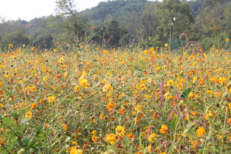 꽃,자연,풍경,아름다움,가을,경치,가을,계절,fall,autumn,season,식물,자연,plants,nature,꽃,flower,field,들,grassland,목초지,outdoors,옥외,meadow,farm,농장,rural,농촌