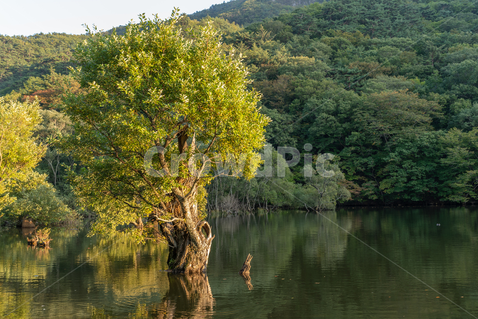 청송,주산지,나무,가을,산,풍경,경치,강,저수지,자연,풍경,nature,landscape,한국자연풍경,한국자연경관,korea nature landscape,water,물,outdoors,옥외,land,땅