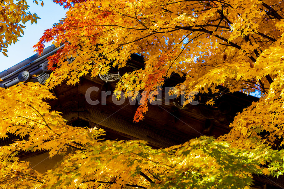 단풍,나무,식물,잎,가을,풍경,감성,기와,기와지붕,전통가옥,가을,계절,fall,autumn,season,한국전통,한국문화,korean traditional,korean culture,plant,leaf,tree,maple