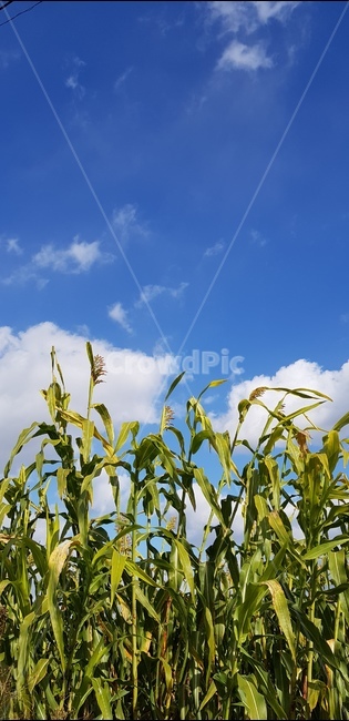 옥수수,가을,가을하늘,파란하늘,fall,autumn,corn,식물,자연,plants,nature