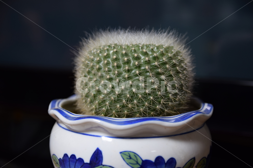 선인장,가시선인장,솜털선인장,화분,동그란선인장,식물,cactus,flowerpot
