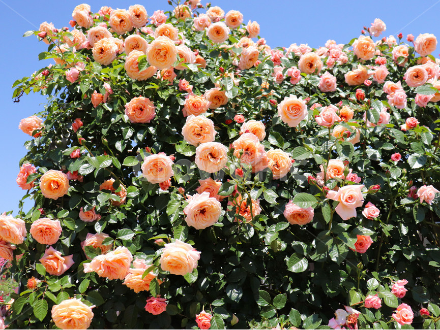 식물,flower,꽃,blossom,plant,장미,식물,자연,plants,nature,꽃,flower
