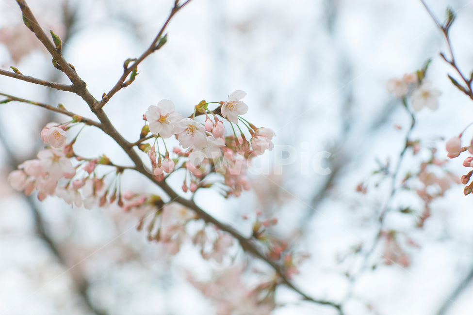 봄,벚꽃,식물,plant,flower,식물,자연,plants,nature