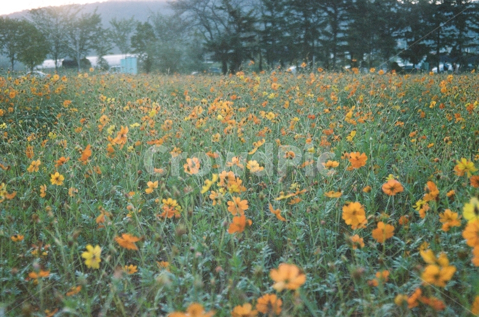 가을,코스모스,공원,하늘,산책,손,꽃,농원,농장,억새,갈대,그림자,구름,나무,풍경,동네,수원,stroll,sky,fall,autumn,green,blue,cloud,필름,아날로그풍경,analog