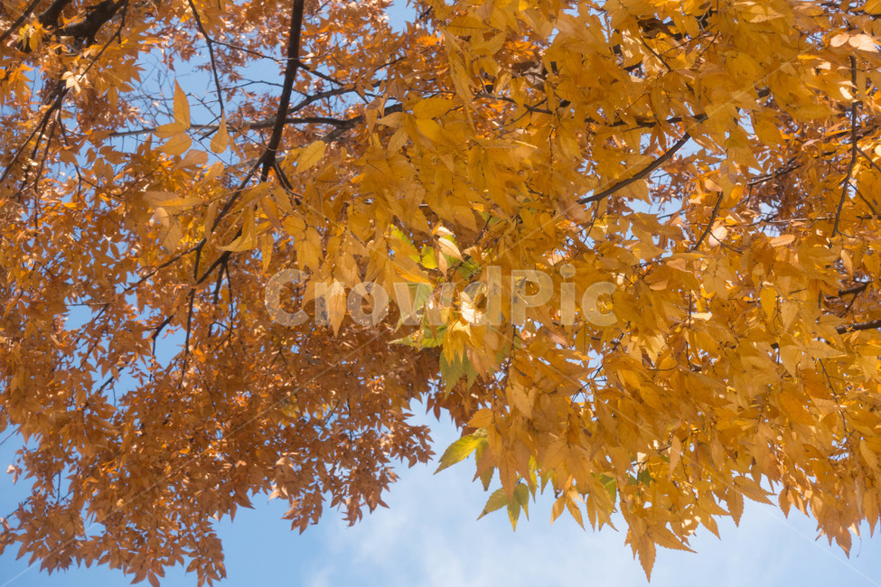 낙엽,가을,계절,자연색상,자연,배경,노란색,단풍,잎,가을,계절,fall,autumn,season,식물,자연,plants,nature