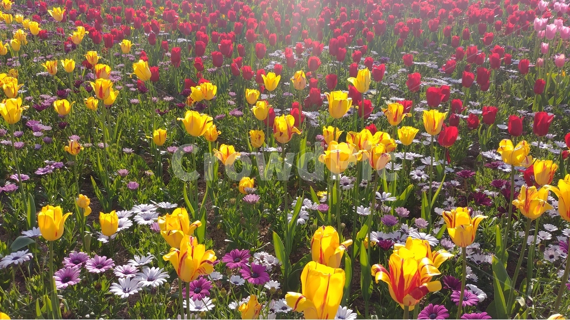 flower,튤립,tulip,분홍,흰꽃,식물,plants,꽃,flowers,spring,5월꽃,5월의꽃,봄,식물,자연,plants,nature,꽃,flower