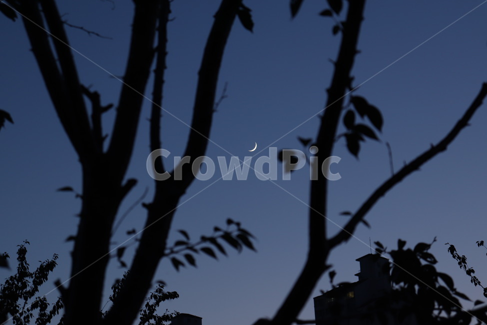 초승달,밤,밤하늘,나무,나뭇가지,어두운,자연,실루엣,silhouette,nature,달,moon,night,tree,야경,밤,풍경,nightscape,night,landscape